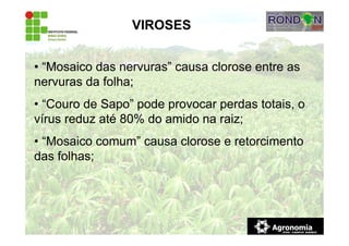 VIROSES
• “Mosaico das nervuras” causa clorose entre as
nervuras da folha;
• “Couro de Sapo” pode provocar perdas totais, o
vírus reduz até 80% do amido na raiz;
• “Mosaico comum” causa clorose e retorcimento
das folhas;
 