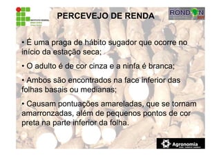 PERCEVEJO DE RENDA
• É uma praga de hábito sugador que ocorre no
início da estação seca;
• O adulto é de cor cinza e a ninfa é branca;
• Ambos são encontrados na face inferior das
folhas basais ou medianas;
• Causam pontuações amareladas, que se tornam
amarronzadas, além de pequenos pontos de cor
preta na parte inferior da folha.
 