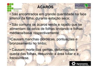 ÁCAROS
• São encontrados em grande quantidade na face
inferior da folha, durante estação seca;
• São comuns os ácaros verde e rajado que se
alimentam da seiva de folhas brotando e folhas
mediana/basal respectivamente;
•Causam manchas cloróticas, pontuações e
bronzeamento no limbo;
• Causam morte das gemas, deformações e
queda das folhas, reduzindo a área foliar e a
fotossíntese.
 