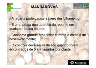 MANDAROVÁS
• A lagarta pode causar severo desfolhamento;
• É uma praga que aparece de repente em
qualquer época do ano;
• Consome grande área foliar durante o estádio de
desenvolvimento;
• O controle deve ser realizado quando forem
encontrados de 5 a 7 lagartas por planta.
 