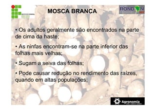 MOSCA BRANCA
• Os adultos geralmente são encontrados na parte
de cima da haste;
• As ninfas encontram-se na parte inferior das
folhas mais velhas;
• Sugam a seiva das folhas;
• Pode causar redução no rendimento das raízes,
quando em altas populações;
 