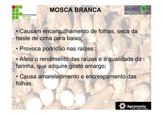 MOSCA BRANCA
• Causam encarquilhamento de folhas, seca da
haste de cima para baixo;
• Provoca podridão nas raízes ;
• Afeta o rendimento das raízes e a qualidade da
farinha, que adquire gosto amargo;
• Causa amarelecimento e encrespamento das
folhas.
 