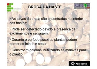 BROCA DA HASTE
• As larvas da broca são encontradas no interior
das hastes;
• Pode ser detectado devido a presença de
excrementos e serragem;
• Durante o período seco, as plantas podem
perder as folhas e secar;
• Constroem galerias inutilizando as manivas para
o plantio.
 