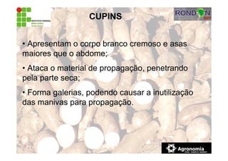 CUPINS
• Apresentam o corpo branco cremoso e asas
maiores que o abdome;
• Ataca o material de propagação, penetrando
pela parte seca;
• Forma galerias, podendo causar a inutilização
das manivas para propagação.
 