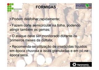 FORMIGAS
• Podem desfolhar rapidamente;
• Fazem corte semicircular na folha, podendo
atingir também as gemas;
• O ataque deve ser monitorado durante os
primeiros meses da cultura;
• Recomenda-se utilização de inseticidas líquidos
em época chuvosa e iscas granuladas e em pó na
época seca.
 