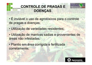 • É inviável o uso de agrotóxicos para o controle
de pragas e doenças;
• Utilização de variedades resistentes;
• Utilização de manivas sadias e provenientes de
áreas não infestadas;
• Plantio em área corrigida e fertilizada
corretamente;
CONTROLE DE PRAGAS E
DOENÇAS
 
