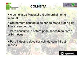 • A colheita da Macaxeira é primordialmente
manual;
• Um homem consegue colher de 600 a 800 Kg de
Macaxeira por dia;
• Para consumo in natura pode ser colhida com 10
a 14 meses;
• Para indústria deve ser colhida com 18 a 24
meses;
COLHEITA
 