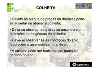 COLHEITA
• Devido ao ataque de pragas ou doenças pode-
se adiantar ou atrasar a colheita;
• Deve-se observar se a área se encontra em
condições homogêneas de colheita;
• Deve-se observar se as condições do solo
favorecem o arranquio sem danificar;
• A colheita pode ser realizada em qualquer
período do ano.
 