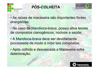 PÓS-COLHEITA
• As raízes de macaxeira são importantes fontes
energéticas;
• No caso de Mandioca-brava, possui altos teores
de compostos cianogênicos, nocivos a saúde;
• A Mandioca-brava deve ser devidamente
processada de modo a inibir tais compostos;
• Após colhida e descascada a Macaxeira sofre
deterioração;
 