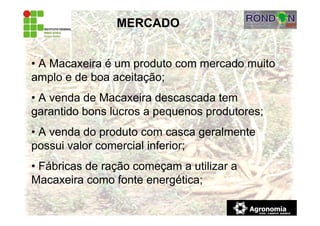 MERCADO
• A Macaxeira é um produto com mercado muito
amplo e de boa aceitação;
• A venda de Macaxeira descascada tem
garantido bons lucros a pequenos produtores;
• A venda do produto com casca geralmente
possui valor comercial inferior;
• Fábricas de ração começam a utilizar a
Macaxeira como fonte energética;
 