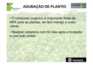 • O composto orgânico é importante fonte de
NPK para as plantas, de fácil manejo e custo
viável;
• Realizar cobertura com 60 dias após a brotação
e com solo úmido.
ADUBAÇÃO DE PLANTIO
 