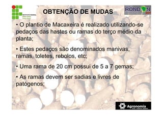 OBTENÇÃO DE MUDAS
• O plantio de Macaxeira é realizado utilizando-se
pedaços das hastes ou ramas do terço médio da
planta;
• Estes pedaços são denominados manivas,
ramas, toletes, rebolos, etc;
• Uma rama de 20 cm possui de 5 a 7 gemas;
• As ramas devem ser sadias e livres de
patógenos;
 