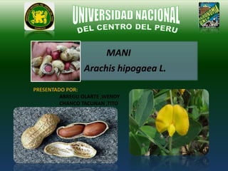 MANI
Arachis hipogaea L.
PRESENTADO POR:
ABREGU OLARTE ,WENDY
CHANCO TACUNAN ,TITO
 