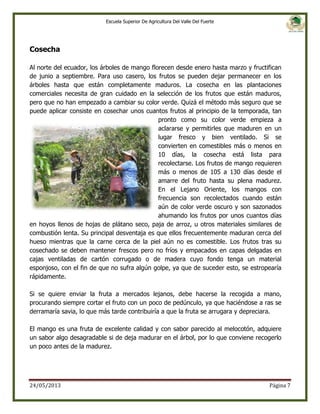 Escuela Superior De Agricultura Del Valle Del Fuerte

Cosecha
Al norte del ecuador, los árboles de mango florecen desde enero hasta marzo y fructifican
de junio a septiembre. Para uso casero, los frutos se pueden dejar permanecer en los
árboles hasta que están completamente maduros. La cosecha en las plantaciones
comerciales necesita de gran cuidado en la selección de los frutos que están maduros,
pero que no han empezado a cambiar su color verde. Quizá el método más seguro que se
puede aplicar consiste en cosechar unos cuantos frutos al principio de la temporada, tan
pronto como su color verde empieza a
aclararse y permitirles que maduren en un
lugar fresco y bien ventilado. Si se
convierten en comestibles más o menos en
10 días, la cosecha está lista para
recolectarse. Los frutos de mango requieren
más o menos de 105 a 130 días desde el
amarre del fruto hasta su plena madurez.
En el Lejano Oriente, los mangos con
frecuencia son recolectados cuando están
aún de color verde oscuro y son sazonados
ahumando los frutos por unos cuantos días
en hoyos llenos de hojas de plátano seco, paja de arroz, u otros materiales similares de
combustión lenta. Su principal desventaja es que ellos frecuentemente maduran cerca del
hueso mientras que la carne cerca de la piel aún no es comestible. Los frutos tras su
cosechado se deben mantener frescos pero no fríos y empacados en capas delgadas en
cajas ventiladas de cartón corrugado o de madera cuyo fondo tenga un material
esponjoso, con el fin de que no sufra algún golpe, ya que de suceder esto, se estropearía
rápidamente.
Si se quiere enviar la fruta a mercados lejanos, debe hacerse la recogida a mano,
procurando siempre cortar el fruto con un poco de pedúnculo, ya que haciéndose a ras se
derramaría savia, lo que más tarde contribuiría a que la fruta se arrugara y depreciara.
El mango es una fruta de excelente calidad y con sabor parecido al melocotón, adquiere
un sabor algo desagradable si de deja madurar en el árbol, por lo que conviene recogerlo
un poco antes de la madurez.

24/05/2013

Página 7

 