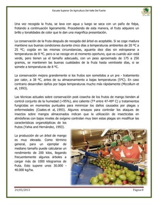 Escuela Superior De Agricultura Del Valle Del Fuerte

Una vez recogida la fruta, se lava con agua y luego se seca con un paño de felpa,
frotando a continuación ligeramente. Procediendo de esta manera, el fruto adquiere un
brillo y tonalidades de color que le dan una magnífica presentación.
La conservación de la fruta después de recogida del árbol es aceptable. Si se coge madura
mantiene sus buenas condiciones durante cinco días a temperaturas ambientes de 20 ºC a
25 ºC; cogida en las mismas circunstancias, aguanta diez días sin estropearse a
temperaturas de 8 ºC. pero si se recoge en el momento oportuno, que es cuando aún está
verde, pero tienen ya el tamaño adecuado, con un peso aproximado de 175 a 250
gramos, se mantienen las buenas cualidades de la fruta hasta veintisiete días, si se
somete a temperaturas de 8 ºC.
La conservación mejora grandemente si los frutos son sometidos a un pre - tratamiento
por calor, a 38 ºC, antes de su almacenamiento a bajas temperaturas (5ºC). En caso
contrario desarrollan daños por bajas temperaturas mucho más rápidamente (Mccollum et
al, 1993).
Las técnicas actuales sobre conservación post cosecha de los frutos de mango tienden al
control conjunto de la humedad (>95%), aire caliente (Tª entre 47-49º C) y tratamientos
fungicidas en momentos puntuales para minimizar los daños causados por plagas y
enfermedades (Coates et al, 1993). Algunos ensayos para controlar los ataques de
insectos sobre mangos almacenados indican que la utilización de insecticidas en
atmósferas con bajos niveles de oxígeno controlan muy bien estas plagas sin modificar las
características organolépticas de los
frutos (Yahia and Hernández, 1993).
La producción de un árbol de mango
es muy elevada. Como término
general, para un ejemplar de
mediano tamaño puede calcularse un
rendimiento de 200 kilos, llegando
frecuentemente algunos árboles a
cargar más de 1000 kilogramos de
fruta. Esto supone unos 30.000 40.000 kg/ha.

24/05/2013

Página 8

 