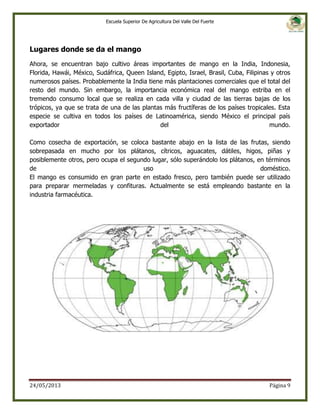Escuela Superior De Agricultura Del Valle Del Fuerte

Lugares donde se da el mango
Ahora, se encuentran bajo cultivo áreas importantes de mango en la India, Indonesia,
Florida, Hawái, México, Sudáfrica, Queen Island, Egipto, Israel, Brasil, Cuba, Filipinas y otros
numerosos países. Probablemente la India tiene más plantaciones comerciales que el total del
resto del mundo. Sin embargo, la importancia económica real del mango estriba en el
tremendo consumo local que se realiza en cada villa y ciudad de las tierras bajas de los
trópicos, ya que se trata de una de las plantas más fructíferas de los países tropicales. Esta
especie se cultiva en todos los países de Latinoamérica, siendo México el principal país
exportador
del
mundo.
Como cosecha de exportación, se coloca bastante abajo en la lista de las frutas, siendo
sobrepasada en mucho por los plátanos, cítricos, aguacates, dátiles, higos, piñas y
posiblemente otros, pero ocupa el segundo lugar, sólo superándolo los plátanos, en términos
de
uso
doméstico.
El mango es consumido en gran parte en estado fresco, pero también puede ser utilizado
para preparar mermeladas y confituras. Actualmente se está empleando bastante en la
industria farmacéutica.

24/05/2013

Página 9

 