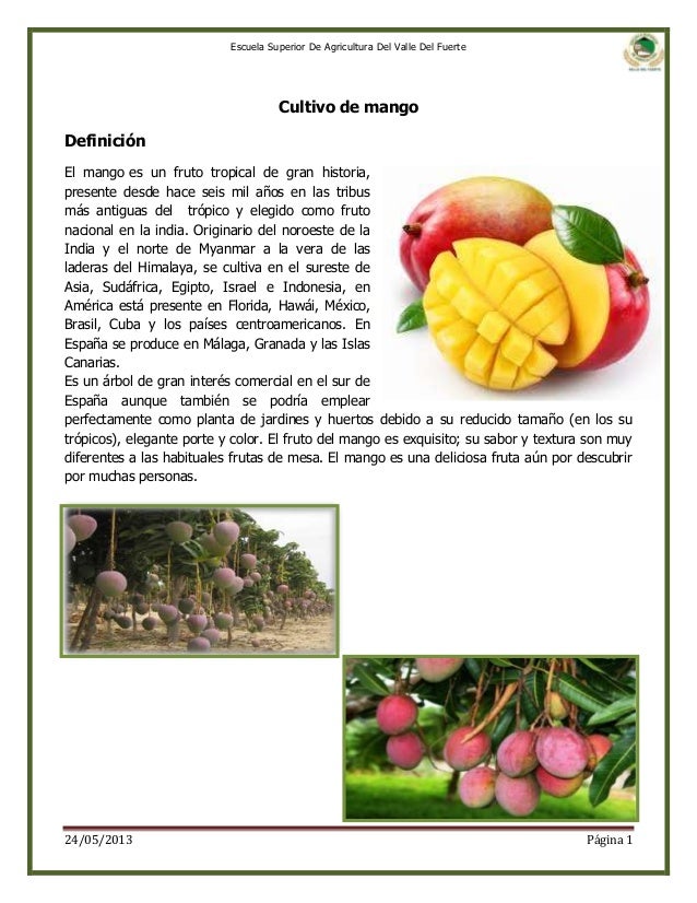 Cultivo de mango