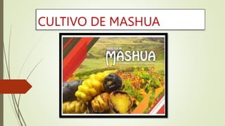 CULTIVO DE MASHUA
 