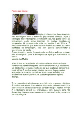 Plantio das Mudas
O plantio das mudas deverá ser feito
nas embalagens com o substrato previamente saturado. Após a
saturação das embalagens são feitos orifícios,nos quatro cantos da
embalagem, onde serão inseridas as mudas, devidamente
preparadas. O espaçamento entre as plantas é de 0,20 m. É
importante observar que as raízes não fiquem dobradas, ao serem
plantadas na embalagem, pois isso poderá comprometer o
crescimento da planta.
Somente após o plantio é que deverão ser feitos os furos, embaixo
das embalagens, para a drenagem da água que ficará retida no
fundo.
Manejo das Mudas
Aos 15 dias após o plantio, são observadas as primeiras flores.
Para que as plantas cresçam e se desenvolvam bem,é necessário
um desbaste contínuo destas flores até que as plantas apresentem
cinco folhas. À medidaque as plantas crescem é necessária a
realização de limpezas periódicas,retirando-se as folhas que
envelhecem ou que, porventura, possam apresentar alguma
doença.
Todo material retirado deve ser acondicionado em sacos plásticos.
À medida que estes ficam cheios devem ser retirados do local e
colocados em covas que deverão ser cobertas por plástico incolor.
A embalagem deverá ser manuseada com cuidado para não
disseminar doenças que possam estar no seu interior, e enviada
para reciclagem.
 