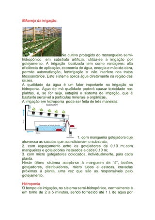 #Manejo da irrigação:
No cultivo protegido do morangueiro semi-
hidropônico, em substrato artificial, utiliza-se a irrigação por
gotejamento. A irrigação localizada tem como vantagens: alta
eficiência de aplicação, economia de água, energia e mão-de-obra,
permite automatização, fertirrigação e não interfere nos tratos
fitossanitários. Este sistema aplica água diretamente na região das
raízes.
A qualidade da água é um fator importante na irrigação na
hidroponia. Água de má qualidade poderá causar toxicidade nas
plantas, e, se for suja, entupirá o sistema de irrigação, que é
bastante sensível a partículas minerais e orgânicas.
A irrigação em hidroponia pode ser feita de três maneiras:
1. com mangueira gotejadora que
atravessa as sacolas que acondicionam o substrato,
2. com espaçamento entre os gotejadores de 0,10 m; com
mangueiras e gotejadores instalados a cada 0,10 m;
3. com micro gotejadores colocados, individualmente, para cada
planta.
Neste último sistema acopla-se à mangueira de ½”, botões
gotejadores, distribuidores, micro tubos e estacas, cravadas
próximas à planta, uma vez que são as responsáveis pelo
gotejamento.
Hidroponia
O tempo de irrigação, no sistema semi-hidropônico, normalmente é
em torno de 2 a 5 minutos, sendo fornecido até 1 l. de água por
 