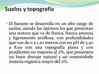 Suelos y topografía
 El banano se desarrolla en un alto rango de
suelos, siendo los óptimos los que presentan
una textura que va de franca, franca arenosa
y ligeramente arcillosa, con profundidades
que van de 0 a 1.20 metros con un pH de 5.50
a 8.00 con una topografía plana y con
pendientes no mayores al 2%, que presenten
un buen drenaje natural y un contenidode
materia orgánica mayor del 2%.
 