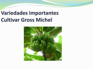 Variedades importantes
Cultivar Gross Michel
 