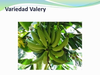 Variedad Valery
 