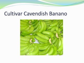 Cultivar Cavendish Banano
 