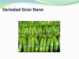 Variedad Gran Nane
 