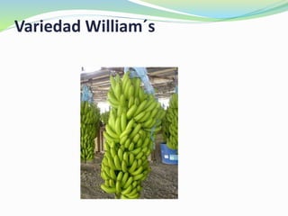 Variedad William´s
 