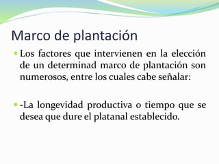 Marco de plantación
 Los factores que intervienen en la elección
de un determinad marco de plantación son
numerosos, entre los cuales cabe señalar:
 -La longevidad productiva o tiempo que se
desea que dure el platanal establecido.
 