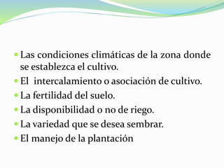  Las condiciones climáticas de la zona donde
se establezca el cultivo.
 El intercalamiento o asociación de cultivo.
 La fertilidad del suelo.
 La disponibilidad o no de riego.
 La variedad que se desea sembrar.
 El manejo de la plantación
 