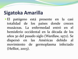 Sigatoka Amarilla
 El patógeno está presente en la casi
totalidad de los países donde crecen
musáceas. La enfermedad entró en el
hemisferio occidental en la década de los
años 30 del pasado siglo (Wardlaw, 1972). Se
dispersó en las Américas debido al
movimiento de germoplasma infectado
(Helliot, 2003).
 