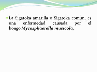  La Sigatoka amarilla o Sigatoka común, es
una enfermedad causada por el
hongo Mycosphaerella musicola.
 
