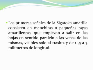  Las primeras señales de la Sigatoka amarilla
consisten en manchitas o pequeñas rayas
amarillentas, que empiezan a salir en las
hojas en sentido paralelo a las venas de las
mismas, visibles sólo al trasluz y de 1 ,5 a 3
milímetros de longitud.
 
