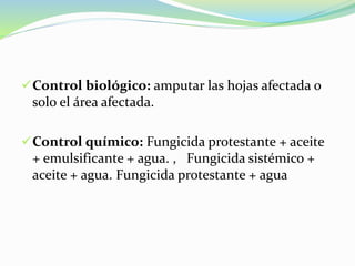 Control biológico: amputar las hojas afectada o
solo el área afectada.
Control químico: Fungicida protestante + aceite
+ emulsificante + agua. , Fungicida sistémico +
aceite + agua. Fungicida protestante + agua
 