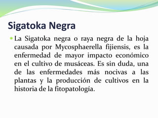 Sigatoka Negra
 La Sigatoka negra o raya negra de la hoja
causada por Mycosphaerella fijiensis, es la
enfermedad de mayor impacto económico
en el cultivo de musáceas. Es sin duda, una
de las enfermedades más nocivas a las
plantas y la producción de cultivos en la
historia de la fitopatología.
 