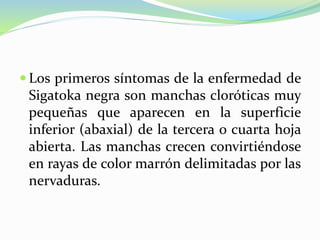  Los primeros síntomas de la enfermedad de
Sigatoka negra son manchas cloróticas muy
pequeñas que aparecen en la superficie
inferior (abaxial) de la tercera o cuarta hoja
abierta. Las manchas crecen convirtiéndose
en rayas de color marrón delimitadas por las
nervaduras.
 