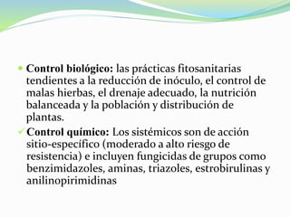  Control biológico: las prácticas fitosanitarias
tendientes a la reducción de inóculo, el control de
malas hierbas, el drenaje adecuado, la nutrición
balanceada y la población y distribución de
plantas.
Control químico: Los sistémicos son de acción
sitio-específico (moderado a alto riesgo de
resistencia) e incluyen fungicidas de grupos como
benzimidazoles, aminas, triazoles, estrobirulinas y
anilinopirimidinas
 