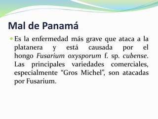 Mal de Panamá
 Es la enfermedad más grave que ataca a la
platanera y está causada por el
hongo Fusarium oxysporum f. sp. cubense.
Las principales variedades comerciales,
especialmente “Gros Michel”, son atacadas
por Fusarium.
 