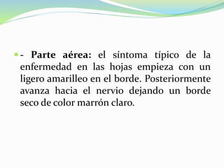  - Parte aérea: el síntoma típico de la
enfermedad en las hojas empieza con un
ligero amarilleo en el borde. Posteriormente
avanza hacia el nervio dejando un borde
seco de color marrón claro.
 