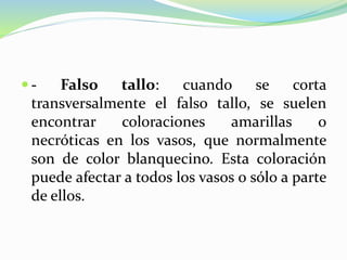  - Falso tallo: cuando se corta
transversalmente el falso tallo, se suelen
encontrar coloraciones amarillas o
necróticas en los vasos, que normalmente
son de color blanquecino. Esta coloración
puede afectar a todos los vasos o sólo a parte
de ellos.
 