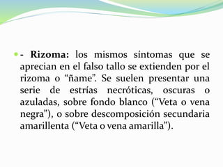  - Rizoma: los mismos síntomas que se
aprecian en el falso tallo se extienden por el
rizoma o “ñame”. Se suelen presentar una
serie de estrías necróticas, oscuras o
azuladas, sobre fondo blanco (“Veta o vena
negra”), o sobre descomposición secundaria
amarillenta (“Veta o vena amarilla”).
 