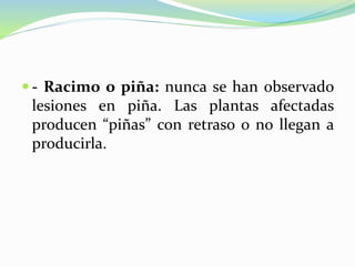  - Racimo o piña: nunca se han observado
lesiones en piña. Las plantas afectadas
producen “piñas” con retraso o no llegan a
producirla.
 