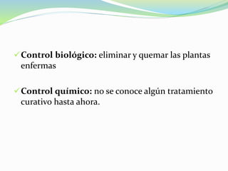 Control biológico: eliminar y quemar las plantas
enfermas
Control químico: no se conoce algún tratamiento
curativo hasta ahora.
 