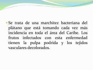  Se trata de una marchitez bacteriana del
plátano que está tomando cada vez más
incidencia en toda el área del Caribe. Los
frutos infectados con esta enfermedad
tienen la pulpa podrida y los tejidos
vasculares decolorados.
 
