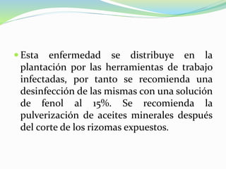  Esta enfermedad se distribuye en la
plantación por las herramientas de trabajo
infectadas, por tanto se recomienda una
desinfección de las mismas con una solución
de fenol al 15%. Se recomienda la
pulverización de aceites minerales después
del corte de los rizomas expuestos.
 