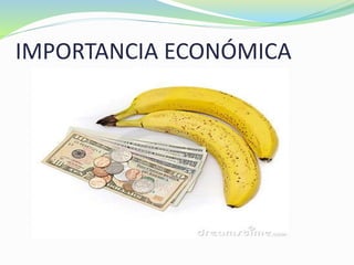 IMPORTANCIA ECONÓMICA
 