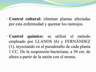 Control cultural: eliminar plantas afectadas
por esta enfermedad y quemar los rastrojos.
Control químico: se utilizó el método
empleado por LLANOS (6) y FERNÁNDEZ
(1), inyectando en el pseudotallo de cada planta
1 CC. De la suspensión bacteriana, a 50 cm. de
altura a partir de la unión con el moma.
 