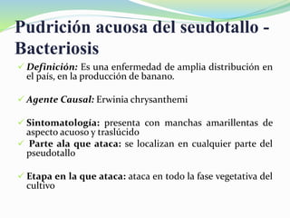 Pudrición acuosa del seudotallo -
Bacteriosis
 Definición: Es una enfermedad de amplia distribución en
el país, en la producción de banano.
 Agente Causal: Erwinia chrysanthemi
 Sintomatología: presenta con manchas amarillentas de
aspecto acuoso y traslúcido
 Parte ala que ataca: se localizan en cualquier parte del
pseudotallo
 Etapa en la que ataca: ataca en todo la fase vegetativa del
cultivo
 
